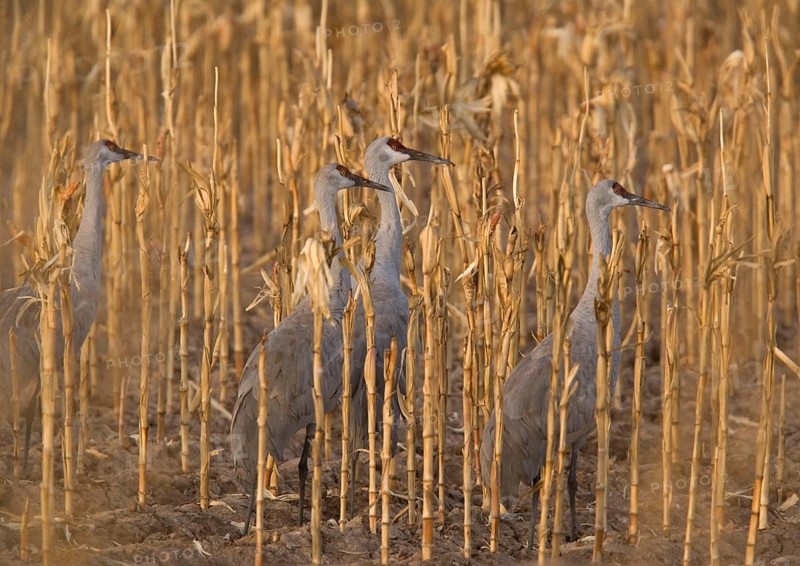 Sandhill Crane