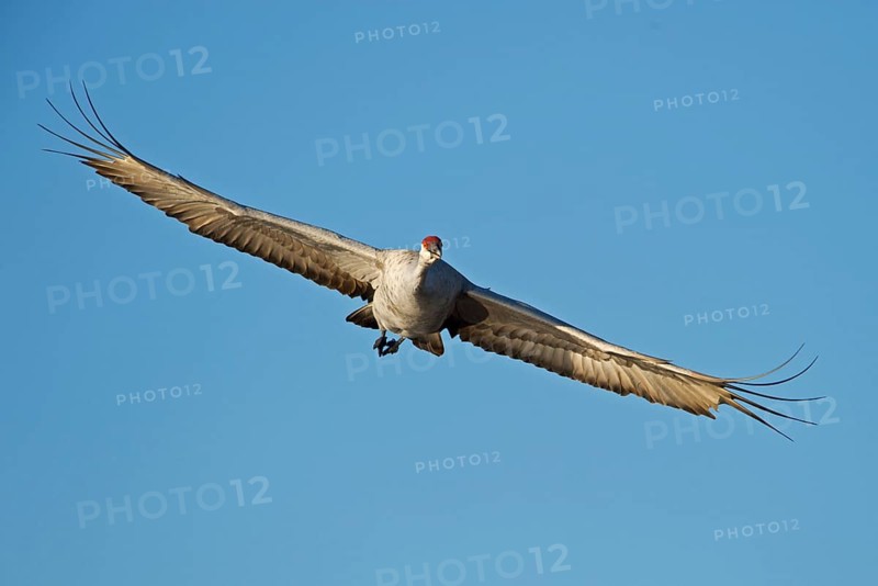 Sandhill Crane