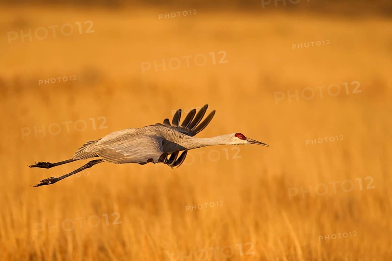 Sandhill Crane