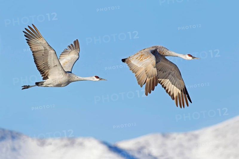 Sandhill Crane