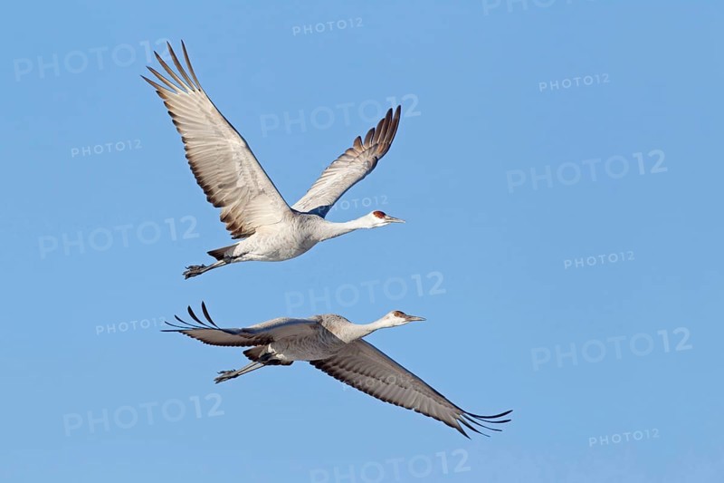Sandhill Crane