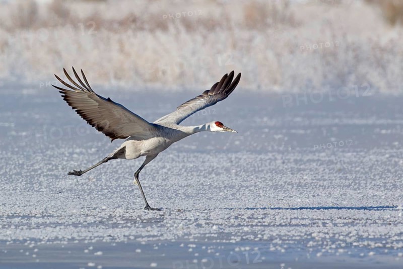 Sandhill Crane