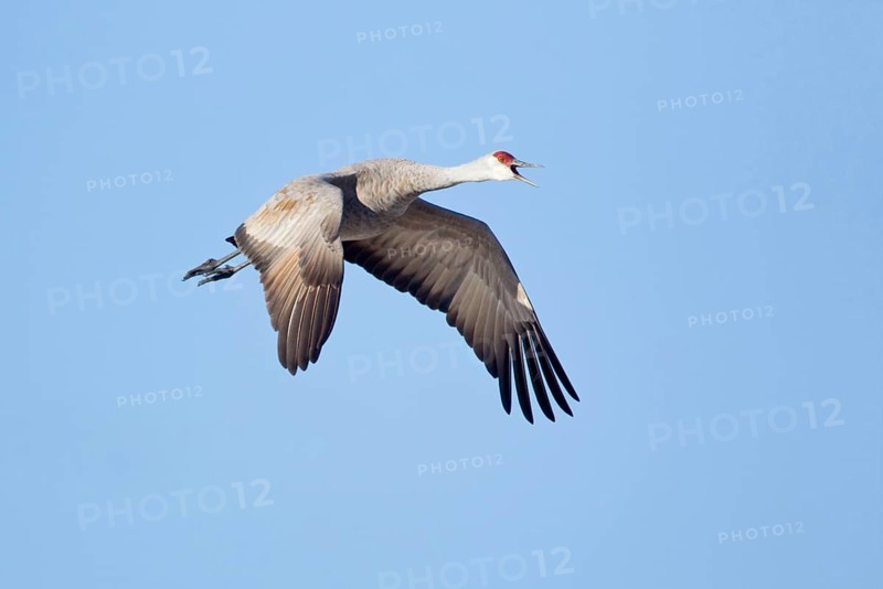Sandhill Crane