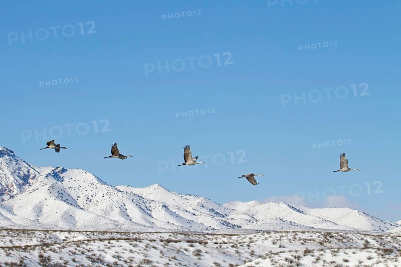 Sandhill Crane