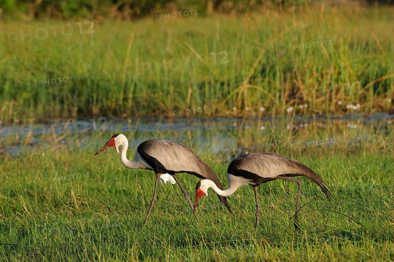 Wattled ibis