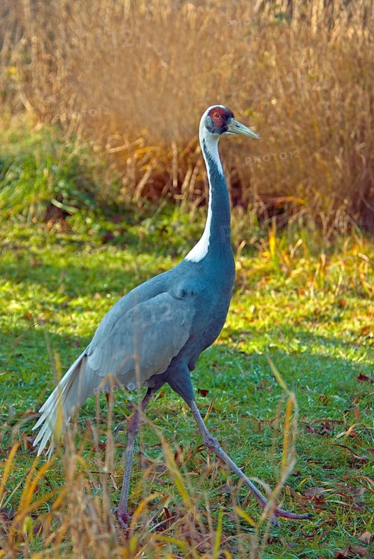 White-naped Crane