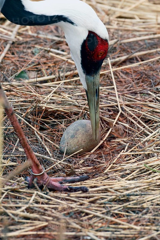 White-naped crane