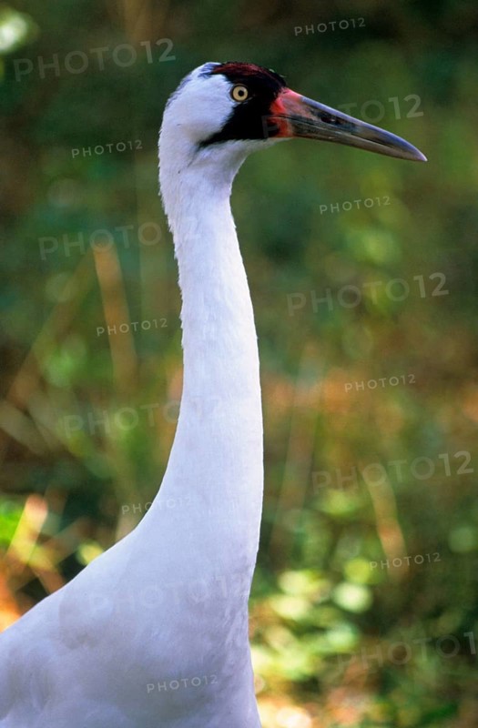 Whooping crane
