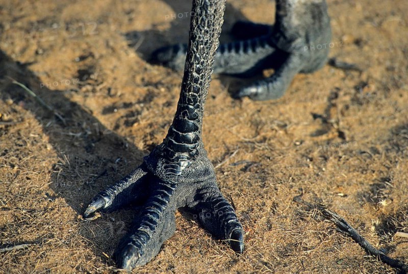 Emu