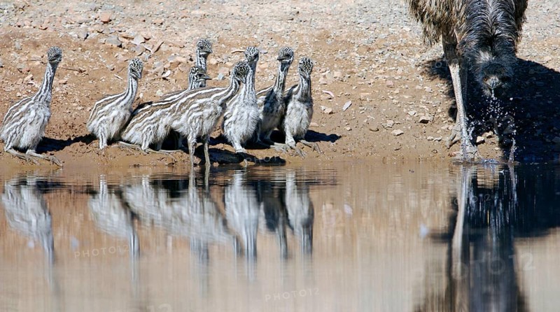 Emu