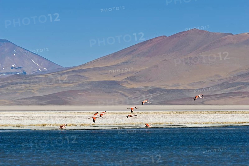 Chilean chilean flamingo