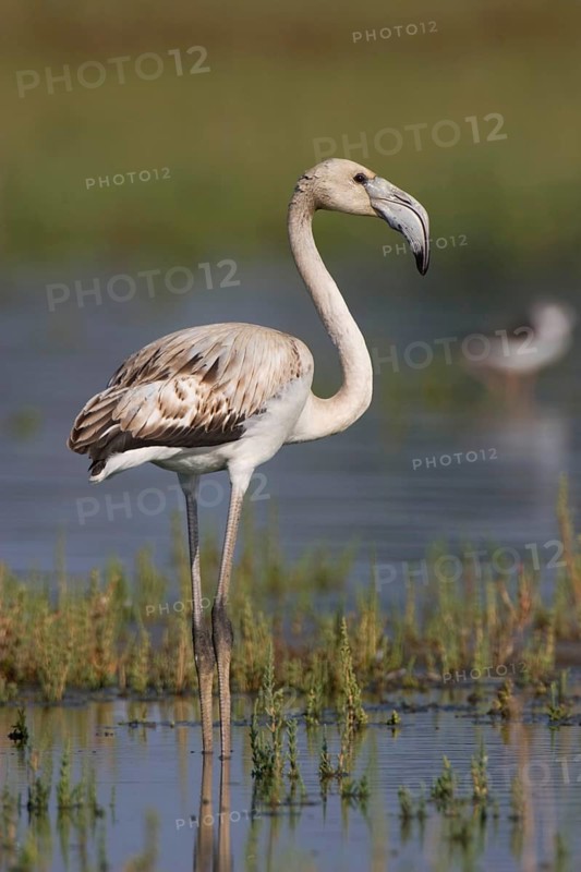Greater greater flamingo