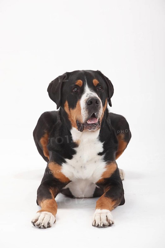 Large Swiss Mountain Dog