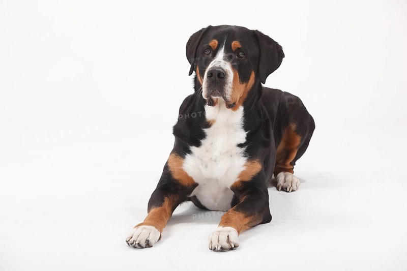 Large Swiss Mountain Dog