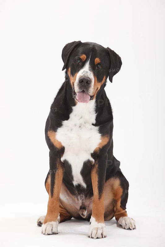 Large Swiss Mountain Dog