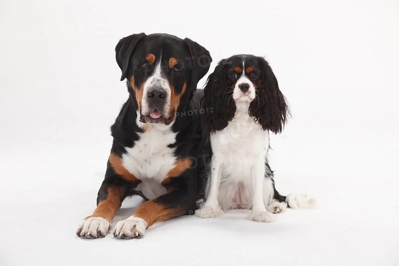 Great Swiss Mountain Dog