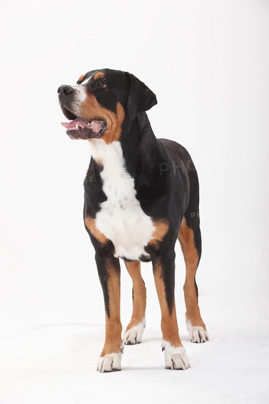 Large Swiss Mountain Dog