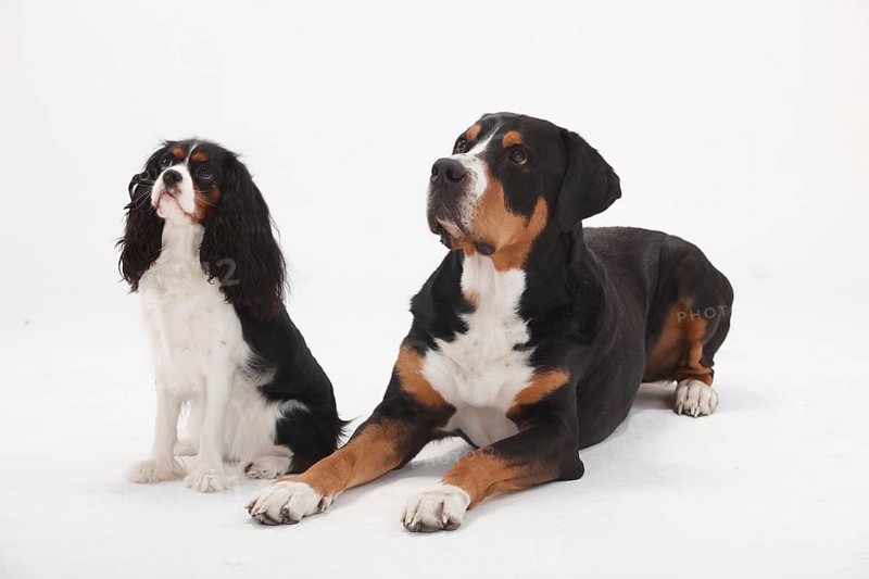 Great Swiss Mountain Dog