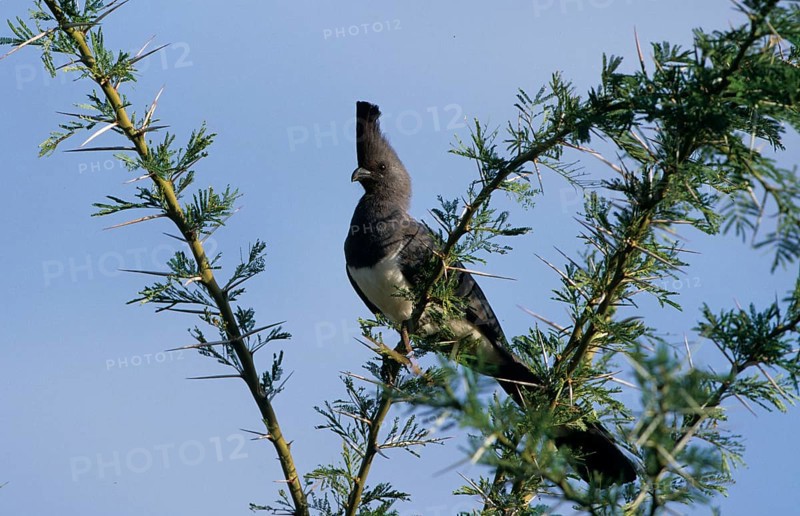 White-bellied go-away-bird
