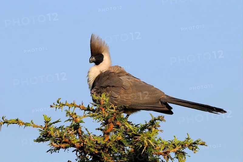 Naked-faced bare-faced go-away-bird