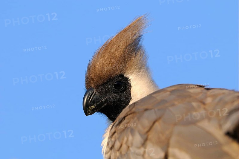 Naked-faced bare-faced go-away-bird