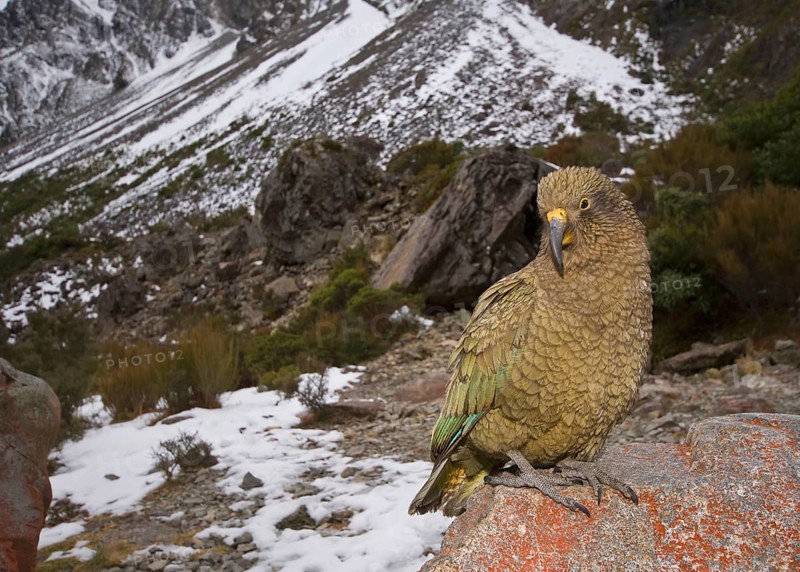 Kea