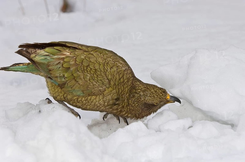 Kea