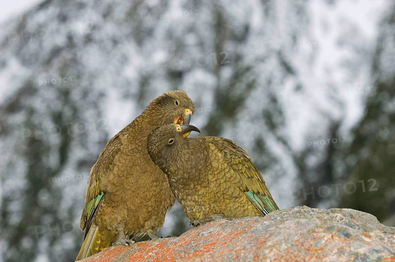 Kea