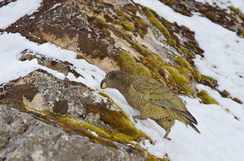 Kea