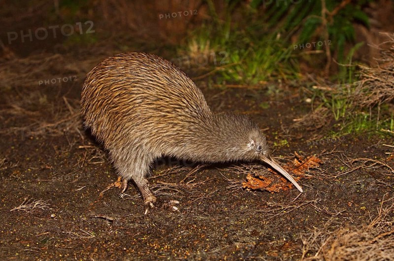 Kiwi