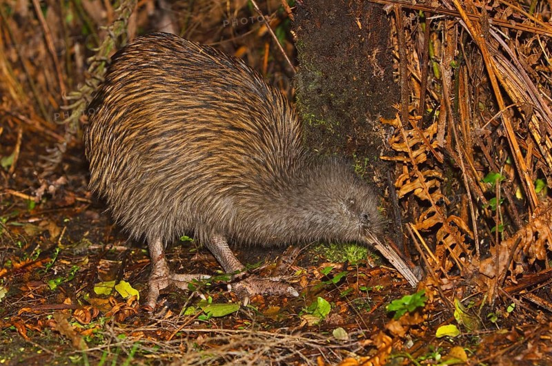 Kiwi