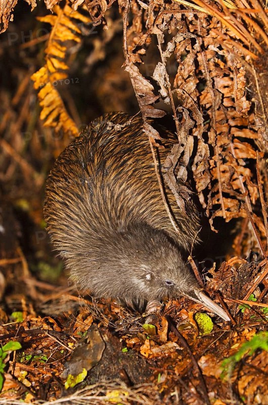 Kiwi