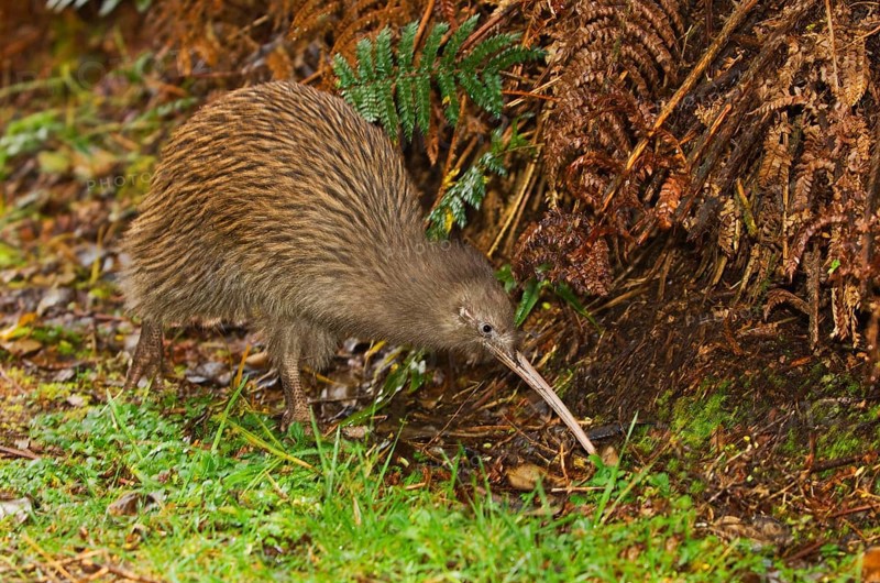Kiwi