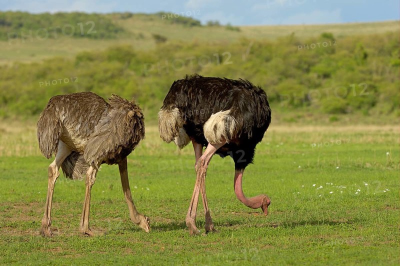 Common ostrich