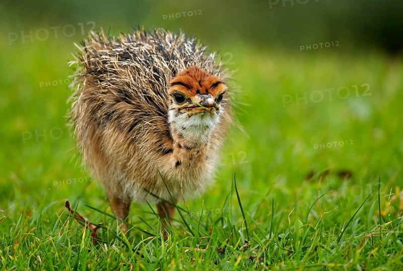 Common ostrich