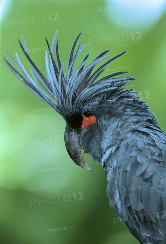 Palm cockatoo