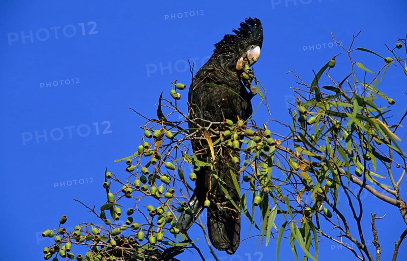 Red-tailed black cockatoo