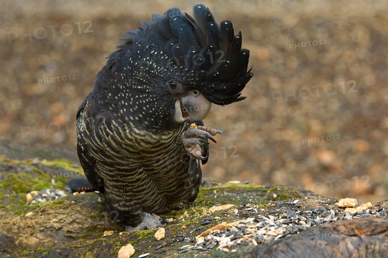 Red-tailed black cockatoo