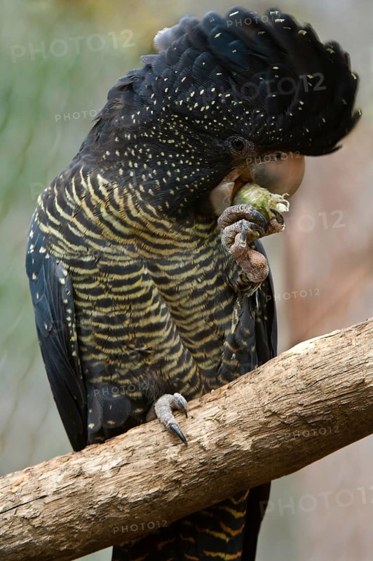 Red-tailed black cockatoo