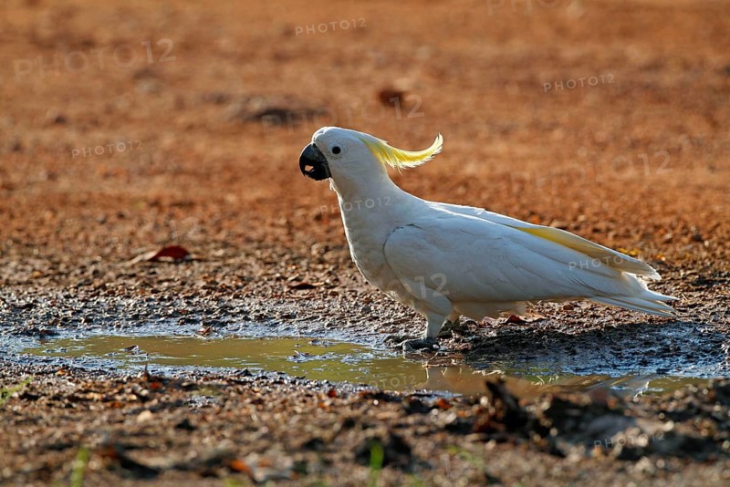 Sulphur-crested cockatoo