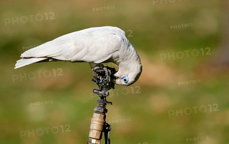 Small little corella