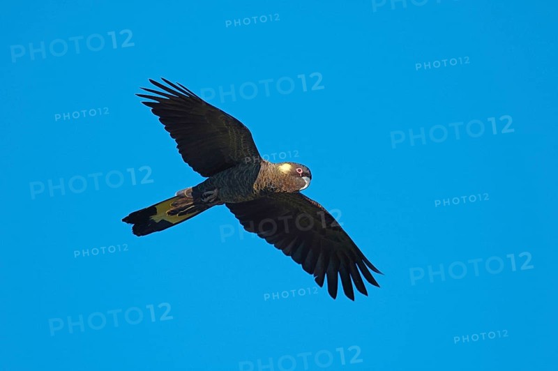 Yellow-tailed Black Cockatoo