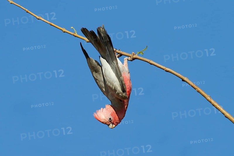 Galah