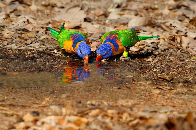 Red-collared lorikeet