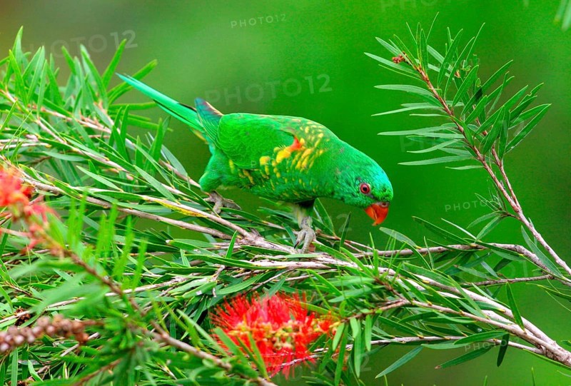 Scaly-breasted Lorikeet