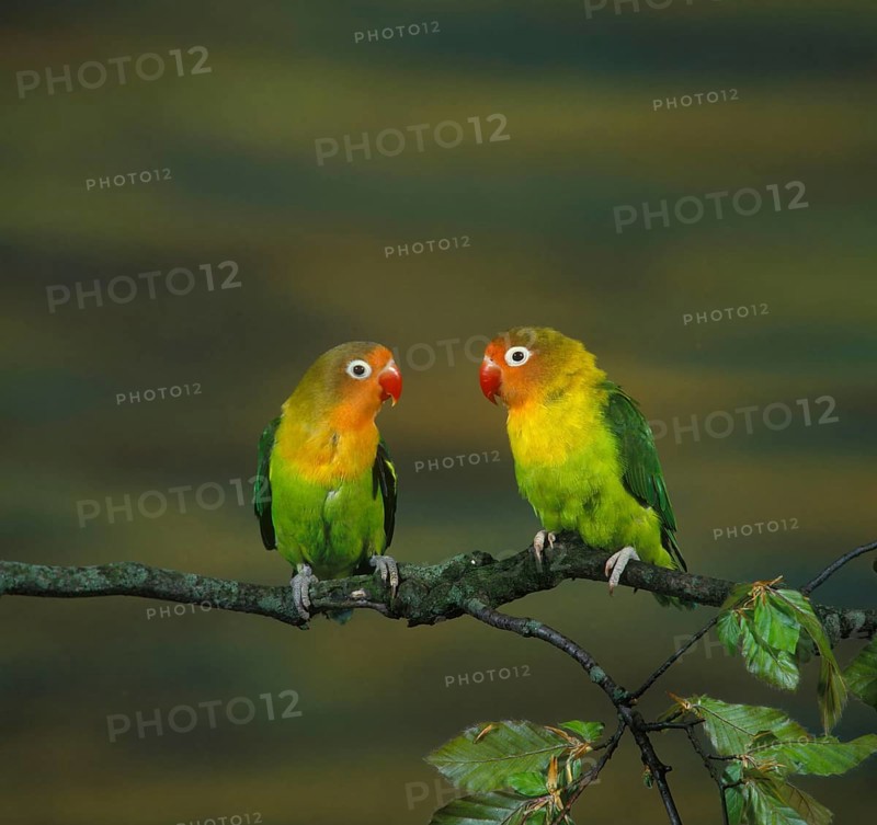Fisherman's Lovebird