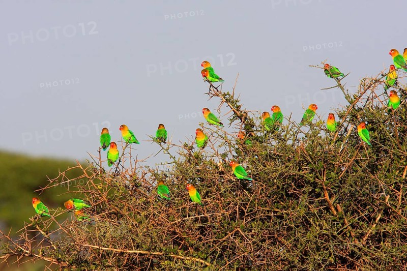 Fisherman's lovebird