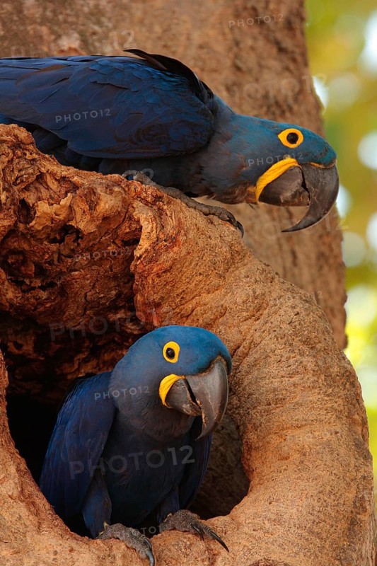 Hyacinth Macaw