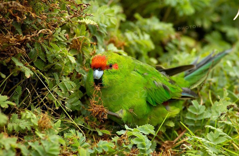 Goat parakeet