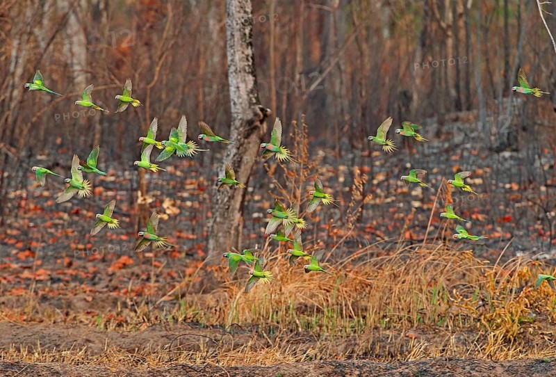 Mixed flock of Red-breasted Parakeet